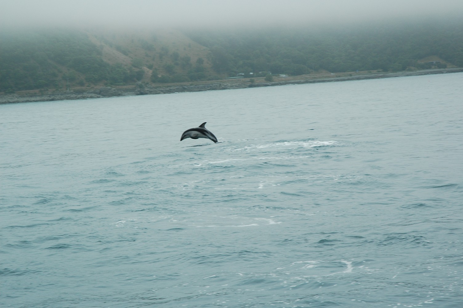 207   30 01   Kaikoura